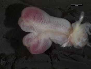 Media type: image;   Herpetology R-183271 Aspect: sulcate